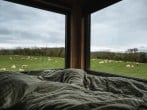 Sheep in the field